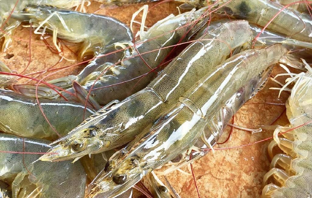 Mỹ Nhập khẩu tôm Ecuador giảm một nửa trong tháng 42024