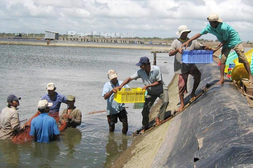 Bạc Liêu Chú trọng phát triển chuỗi giá trị ngành tôm 