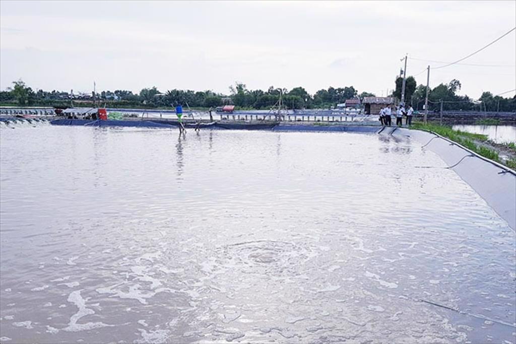 Đồng Tháp Diện tích và sản lượng tôm nuôi tăng nhẹ trong nửa đầu năm nay 