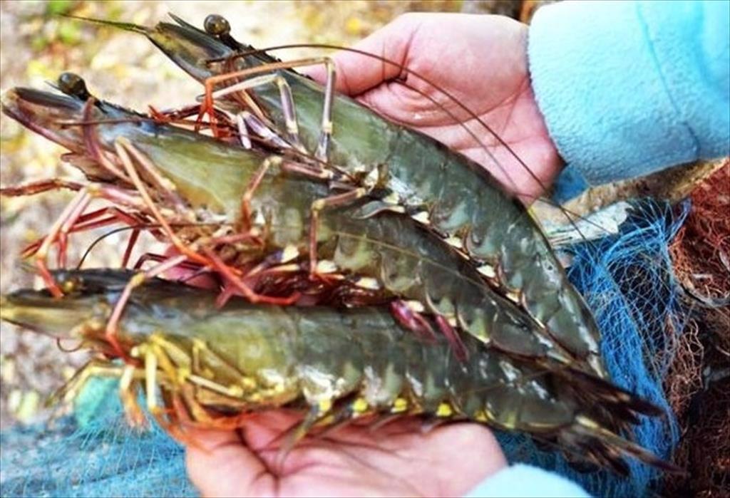 Ca Mau fisheries industry has developed steadily in H1.2024