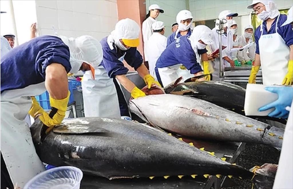 Tuna exports expected to grow by 20% in H1