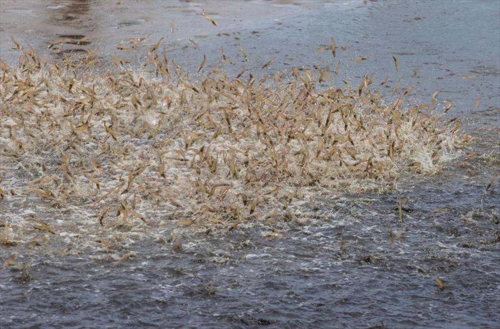 Giá tôm nguyên liệu giảm Thêm một thách thức ngành tôm phải vượt qua 