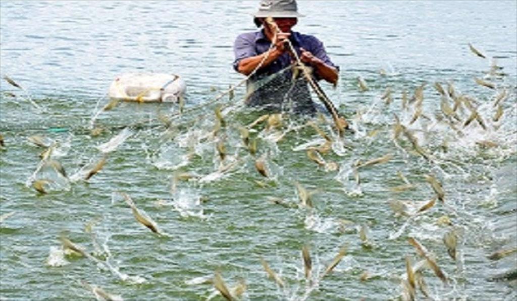 Long An Aquaculture productivity skyrocketed in the first six months of the year