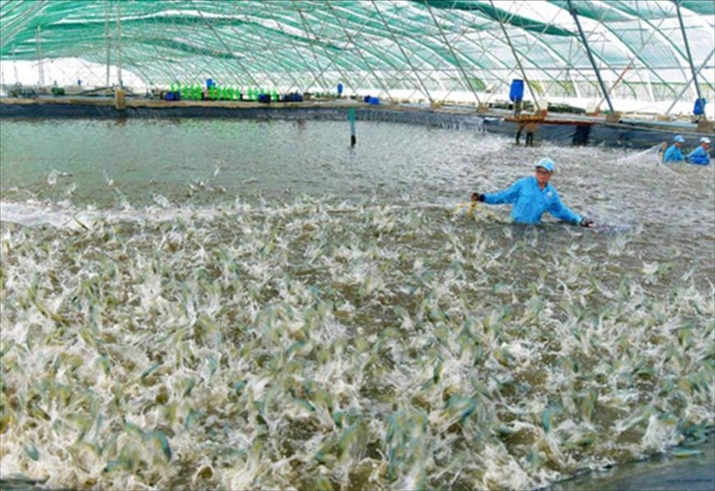 Bac Lieu Seafood exports surge in the first 5 months