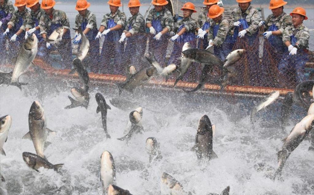 Đội tàu cá ngừ kêu gọi EU chấm dứt vi phạm nhân quyền trên tàu Trung Quốc 