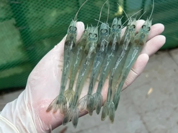 Những phát hiện gần đây về nhiễm EHP ở tôm