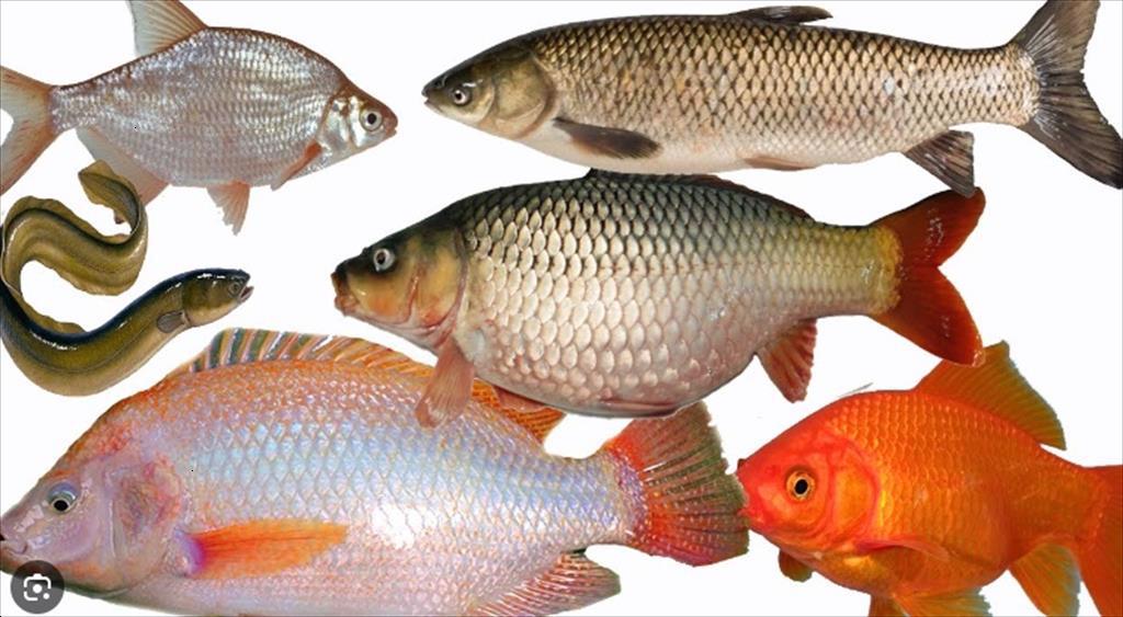 Năm 2024, nhiều loài cá biển và cá nước ngọt có nhu cầu tăng