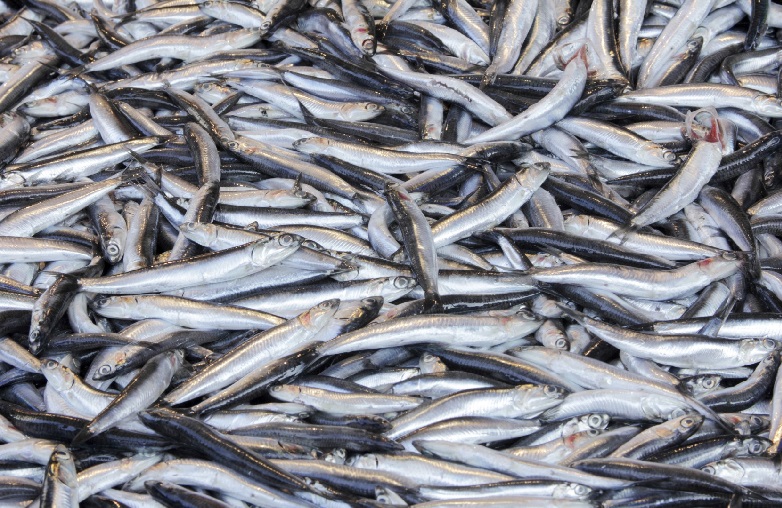 Vụ cá cơm ở bắc Peru kết thúc với gần hết hạn ngạch   