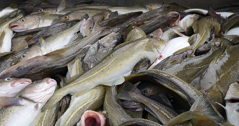 Hạn ngạch khai thác cá minh thái Biển Barents năm 2025 giảm