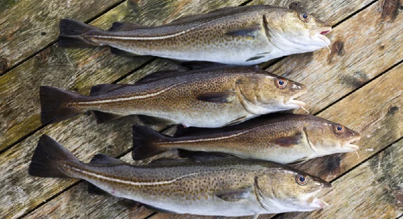 Hạn ngạch khai thác cá minh thái của Nga năm 2025 giảm mạnh 