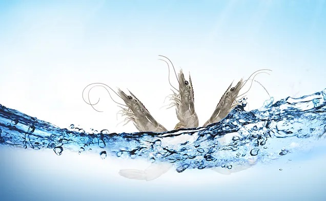 Oceantreasure (Ecuador) đặt mục tiêu tăng gấp đôi lượng tôm xuất khẩu sang Trung Quốc 