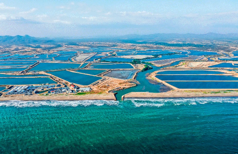 Nhà xuất khẩu tôm hàng đầu Ecuador khai trương nhà máy mới, doanh thu tăng