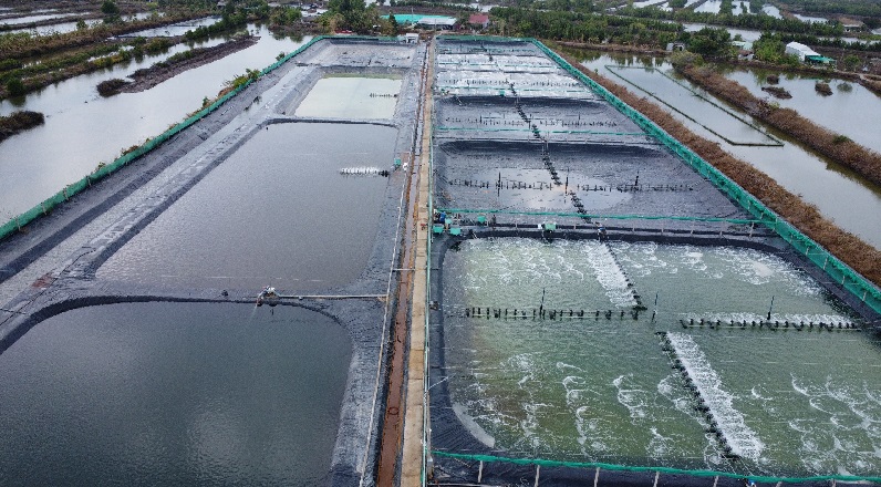 Cà Mau Nuôi tôm thuận thiên trước thách thức biến đổi khí hậu 