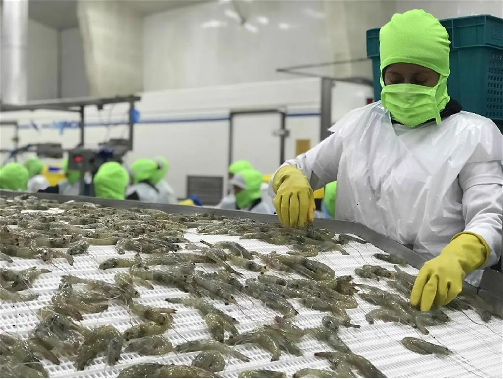 Xuất khẩu tôm của Ecuador lập đỉnh mới 