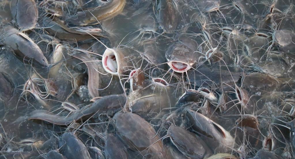 USDA mua gần 22,9 triệu USD cá da trơn