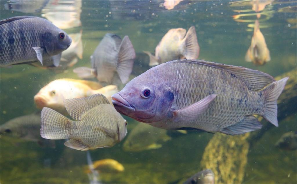 Thành công của dự án phúc lợi cá rô phi tại Ai Cập