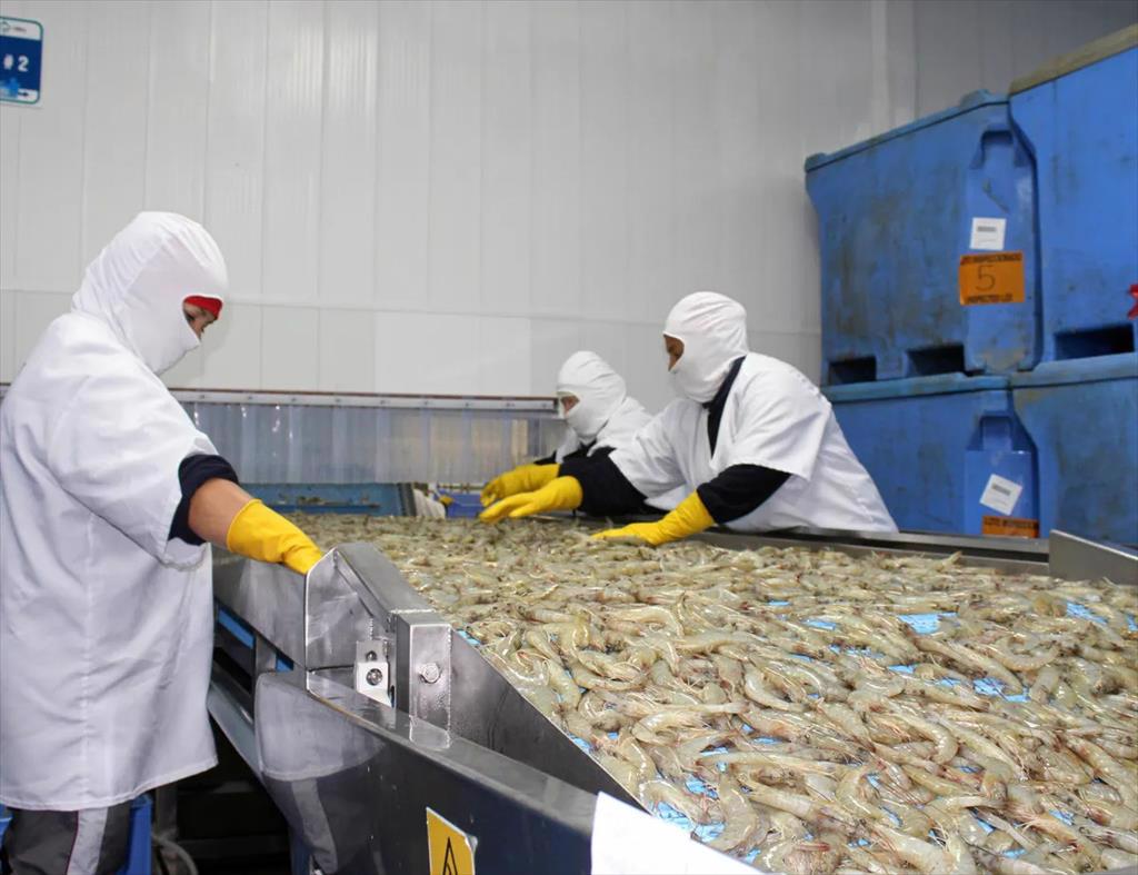 Lệnh cấm của Trung Quốc làm tồn đọng 70.000 tấn tôm ở Ecuador