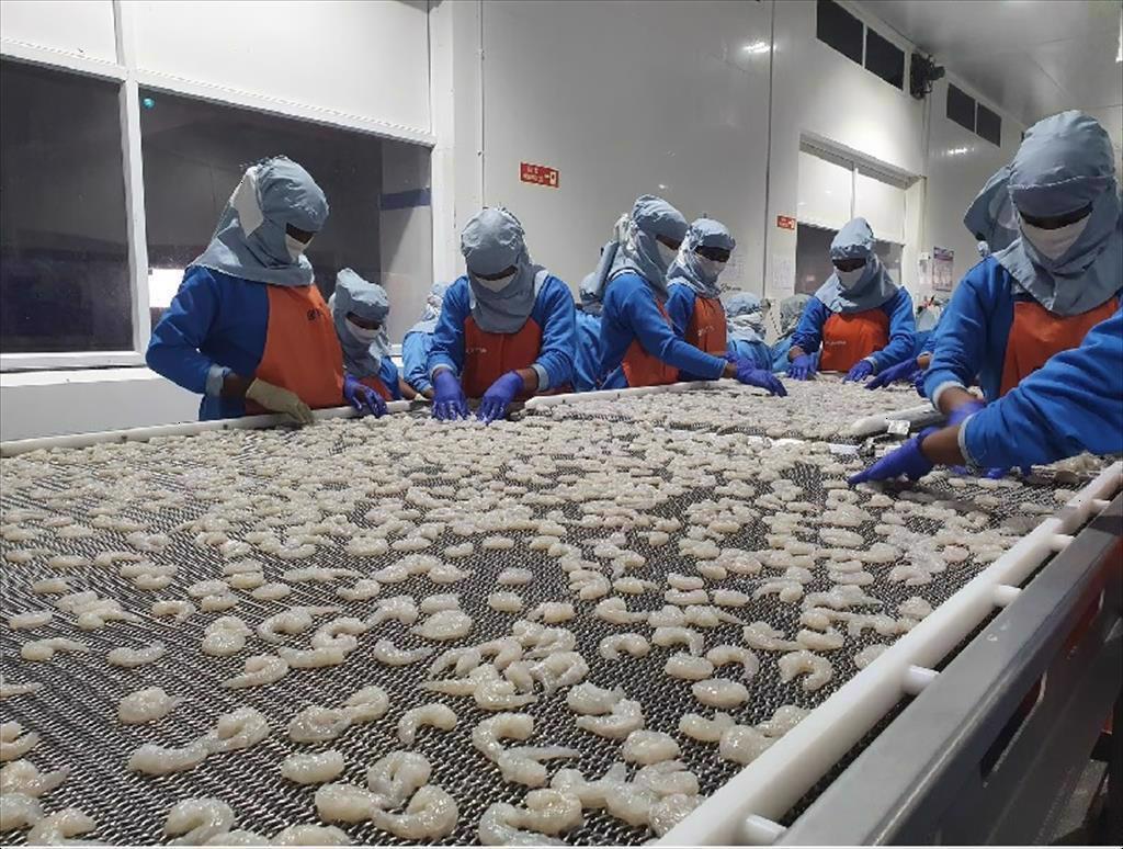 Giảm mật độ nuôi tôm chân trắng giúp Ấn Độ vượt mốc 1 triệu tấn năm 2024