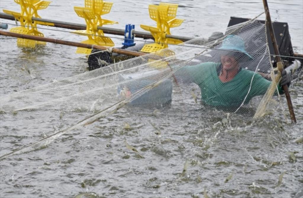Ngành tôm đối diện nhiều thách thức [Bài 2] Mắt xích lỏng nhất là khâu nuôi tôm