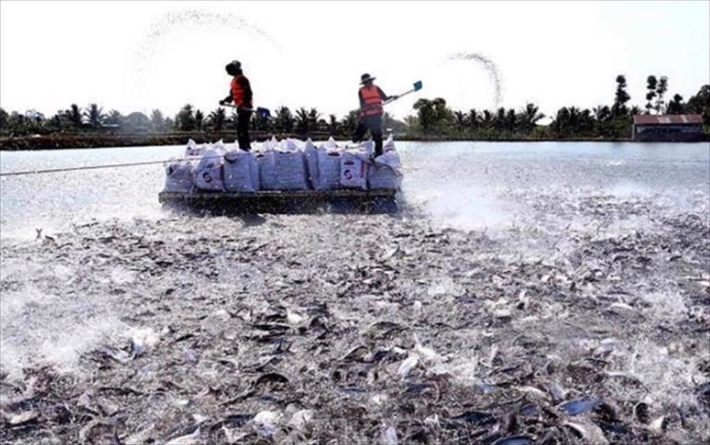 An Giang province Over 313 ha of Pangasius farming area get international certifications 