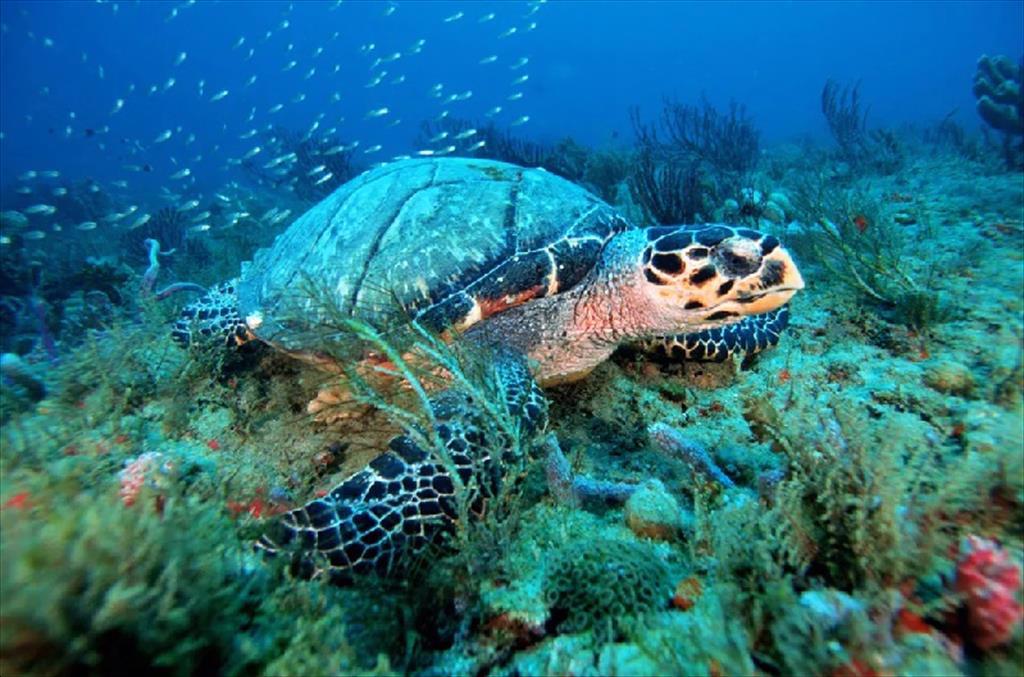 Mỹ công bố chiến lược quản lý đại dương bền vững 