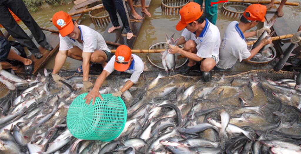 Dong Thap province Pangasius farming area increases by 6.9% 