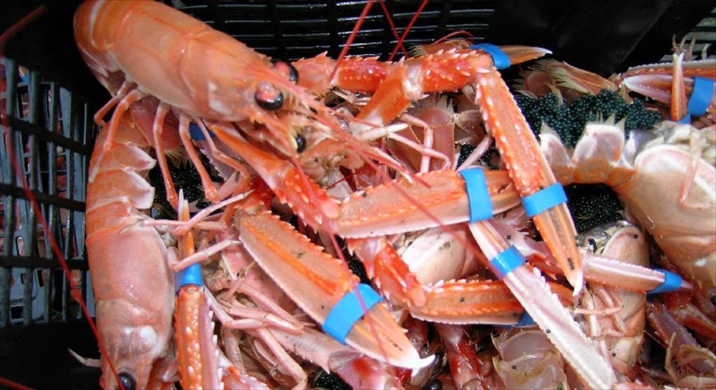 Scotland Báo cáo sản lượng và giá trị ngành động vật có vỏ năm 2023