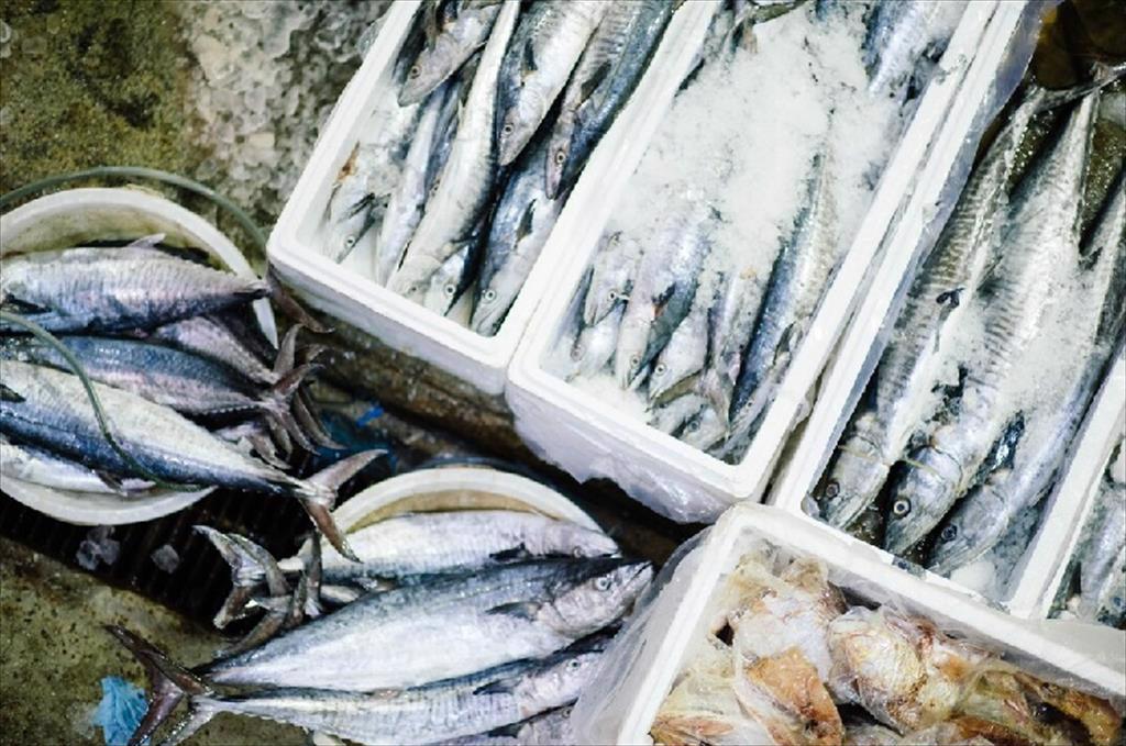 Argentina Xuất khẩu thủy sản tăng trong tháng 52024 