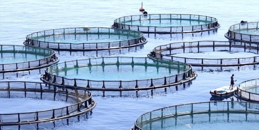 Yuehai Feed của Trung Quốc thua lỗ trong nửa đầu năm