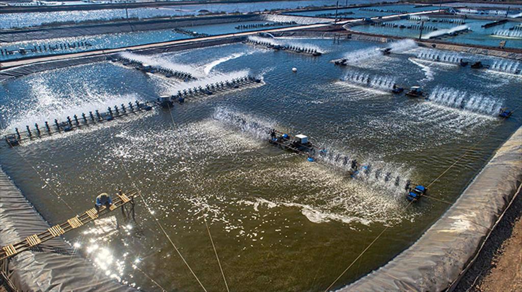 Hội đồng Tôm Toàn cầu chưa có nguồn tài trợ cho hoạt động tiếp thị