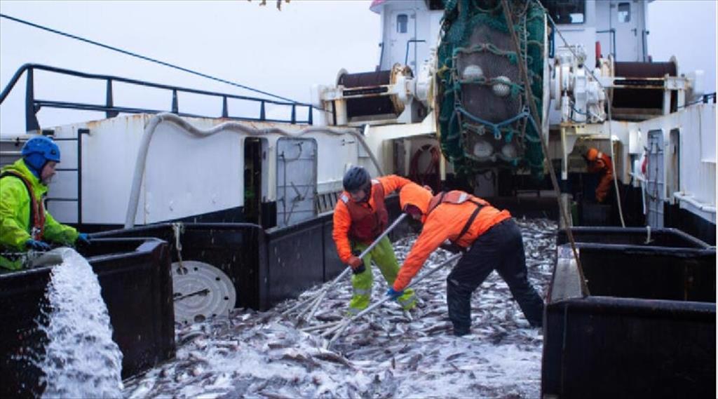 Vụ B cá minh thái Alaska khởi đầu với sản lượng PBO tăng 