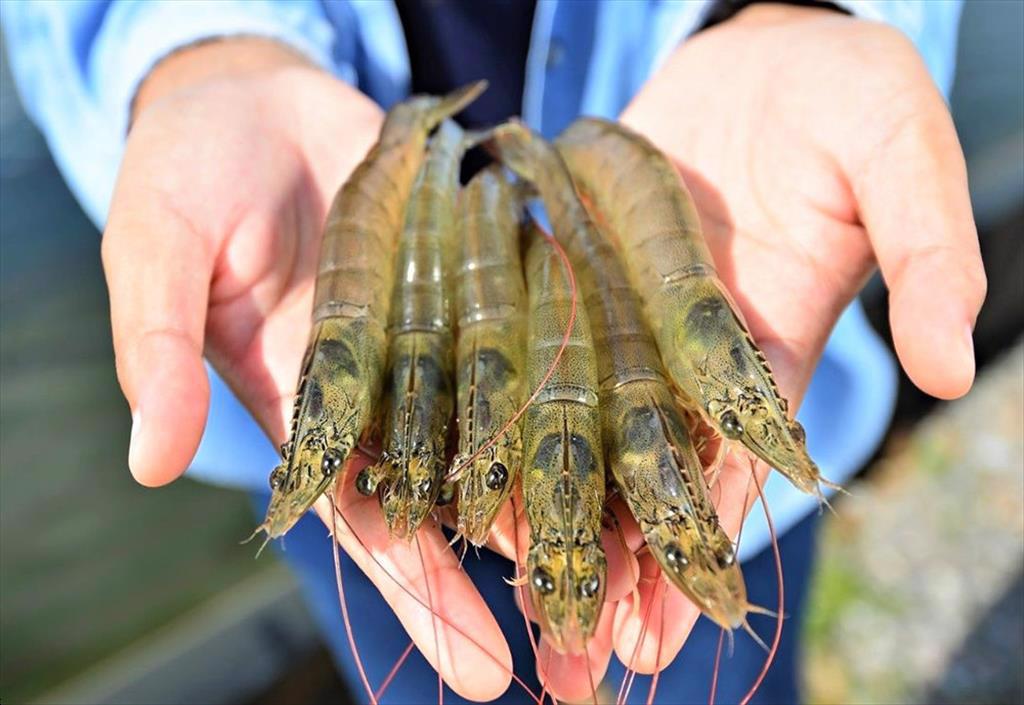 Hợp chất gốc dừa đang cho thấy triển vọng lớn đối với cá hồi và tôm