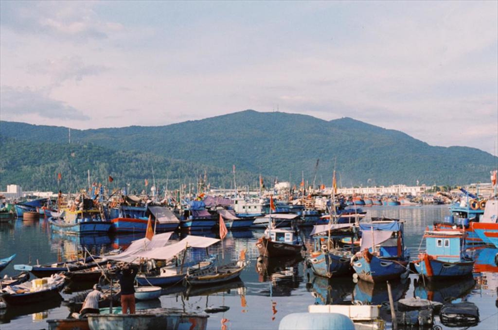 Bình Định Sản lượng thủy sản tháng 6 năm 2024 tăng 2,9% (847,4 tấn) so cùng kỳ năm 2023