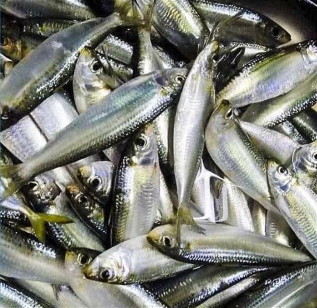 Giá cá trích Na Uy tăng, cá thu tiếp tục giảm