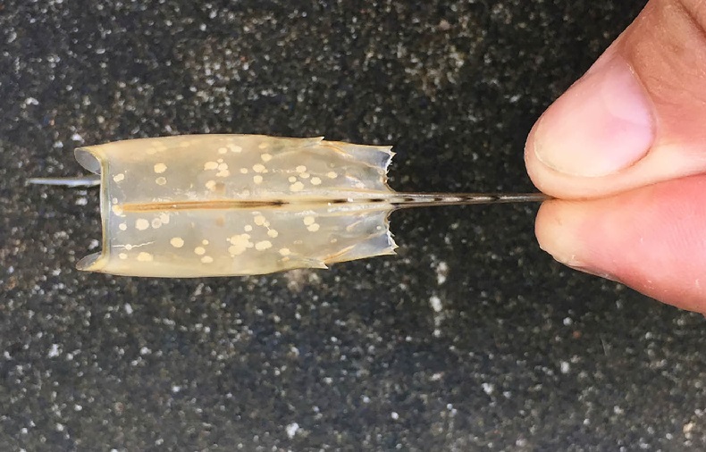 Colombia tạm dừng nhập khẩu tôm Ecuador do lo ngại virus đốm trắng 