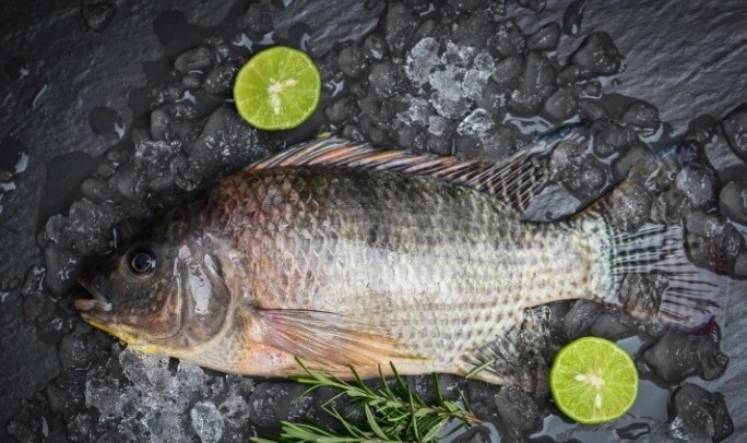 Mỹ Nhập khẩu cá rô phi của Mỹ năm nay dự kiến giảm