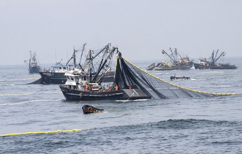 Peru kết thúc mùa đánh bắt cá cơm đầu tiên 