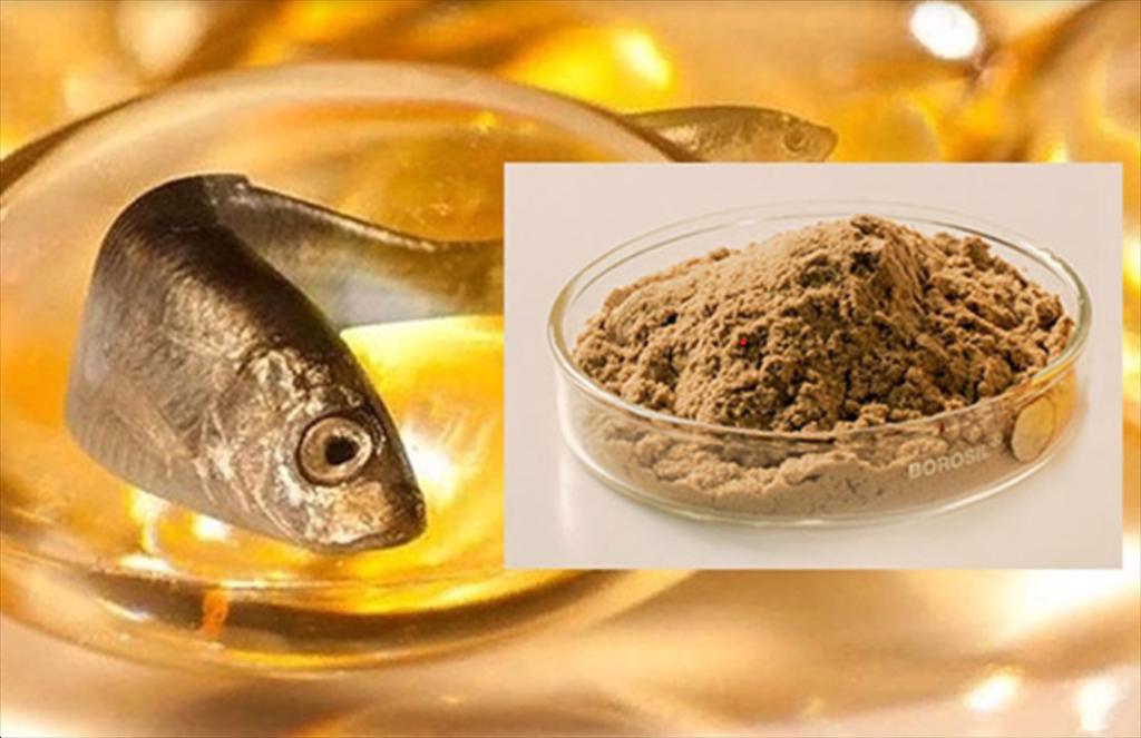 Rabobank Nuôi trồng thủy sản toàn cầu được hưởng lợi khi ngành bột cá, dầu cá phục hồi 