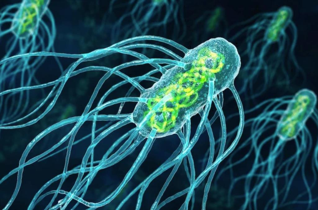 Biến đổi khí hậu, tình trạng kháng thuốc kháng sinh làm tăng tỷ lệ vibrio trong hải sản