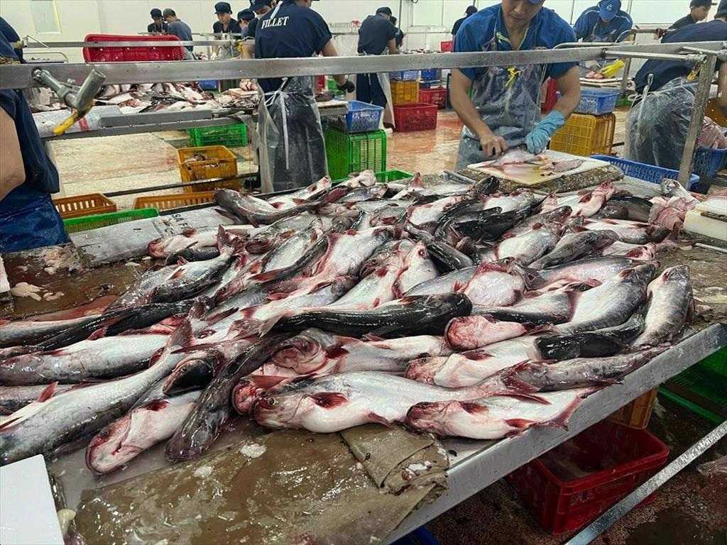 Doanh nghiệp thuỷ sản chọn chế biến sâu để vượt khó