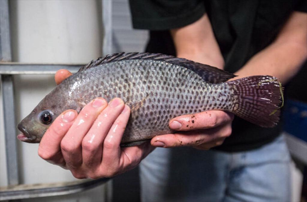 Xuất khẩu cá nuôi của Brazil tăng gấp đôi trong quý 22024