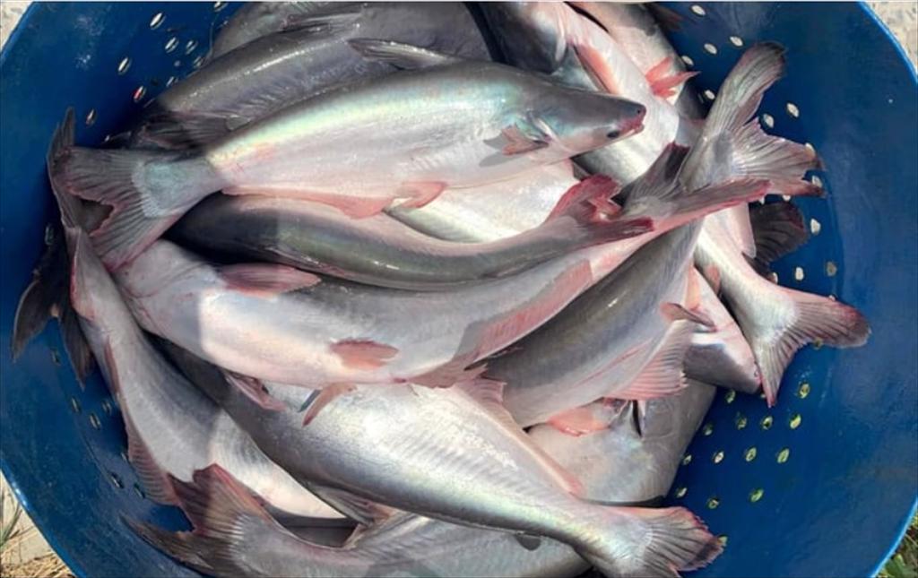 Truyền thông chủ động cho cá tra Việt Nam