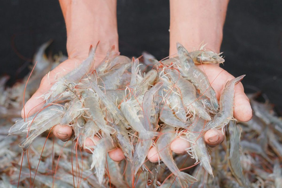 Tháng 62024 XK tôm chân trắng của Việt Nam đạt mức cao nhất trong hai năm 