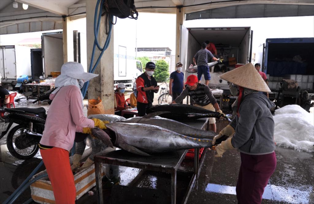 Ngư dân bó tay vì quy định bắt buộc phải đánh bắt cá ngừ dài hơn nửa mét