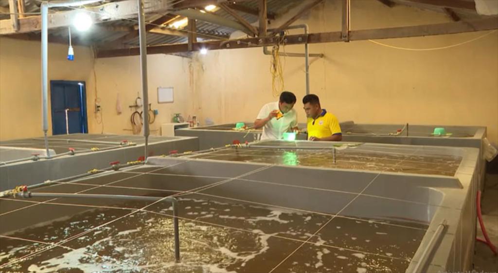 Quản lý tốt chất lượng tôm giống nước lợ