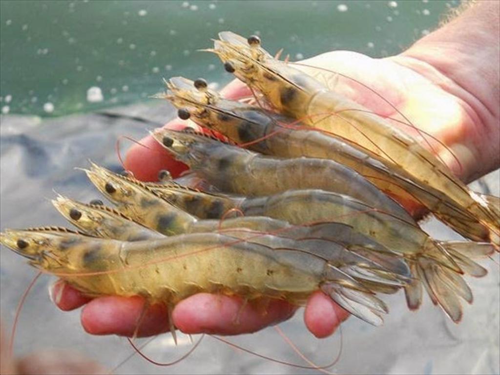 Honduras xuất khẩu lô tôm đầu tiên sang Trung Quốc