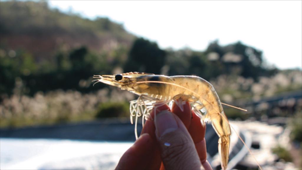 Ấn Độ Giảm thuế hải quan cho thức ăn và tôm giống bố mẹ 