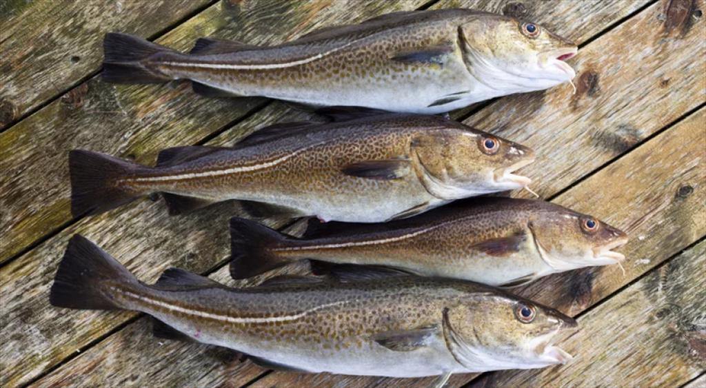 Giá cá minh thái HG của Nga dự kiến đạt 1.200 USDtấn cuối năm 2024