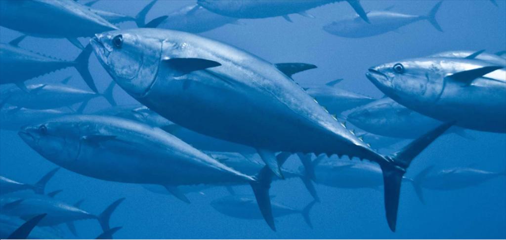 Vietnam’s tuna exports to South Korea hit record high in June 2024 