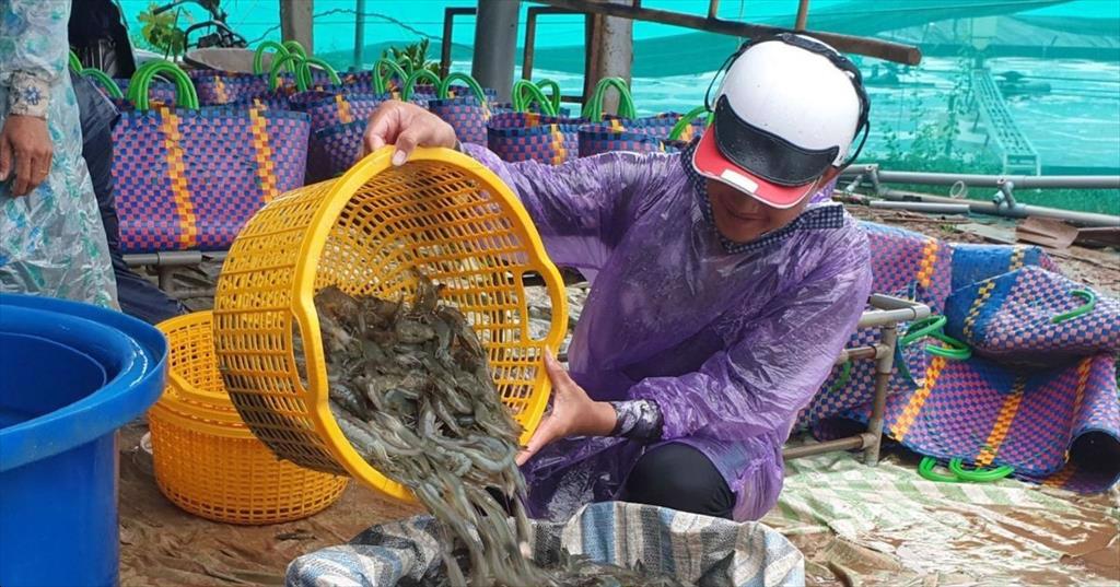 Cuối tháng 7, giá thu mua tôm, cua giảm nhẹ